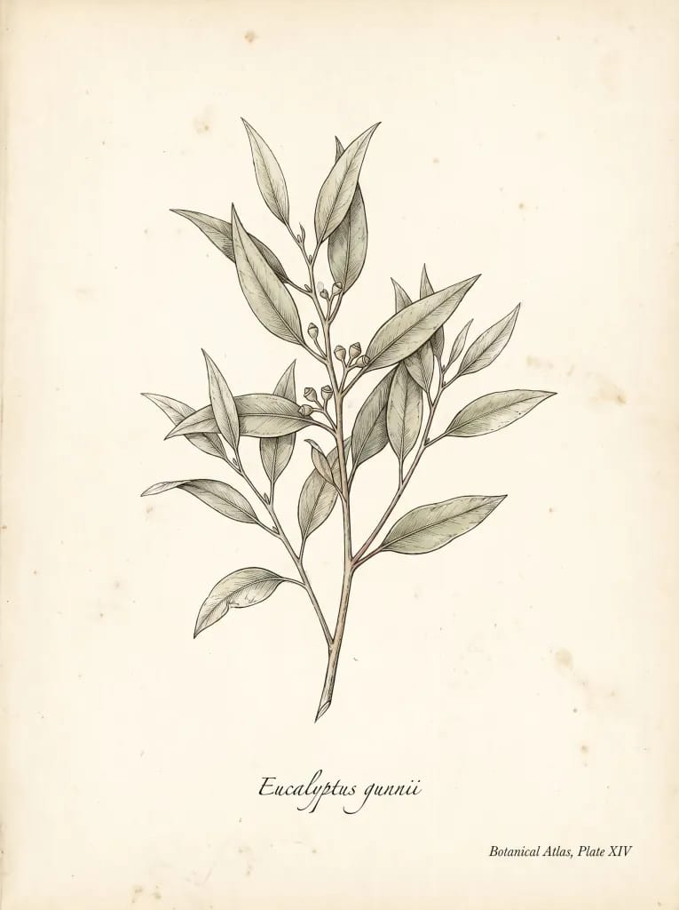 Ilustracja botaniczna
